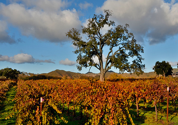 VINEYARD PASO ROBLES, CA