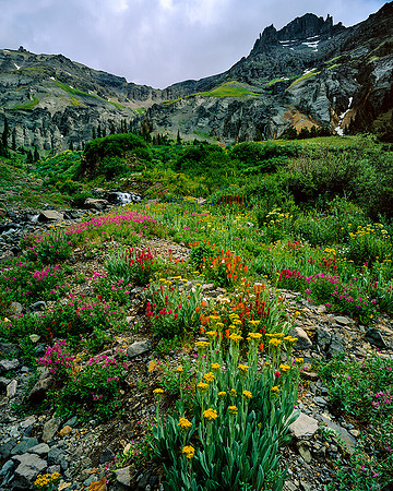 FLOWERS & PEAKS YANKEE BOY  BASIN, CO
