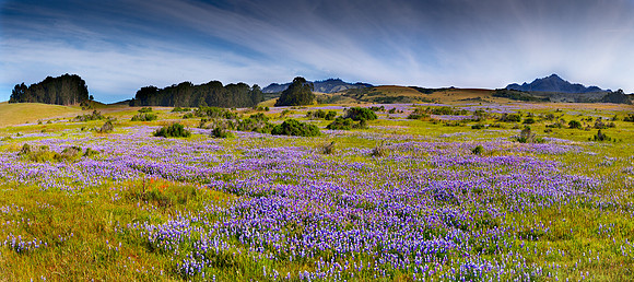 flowers near E-Seals