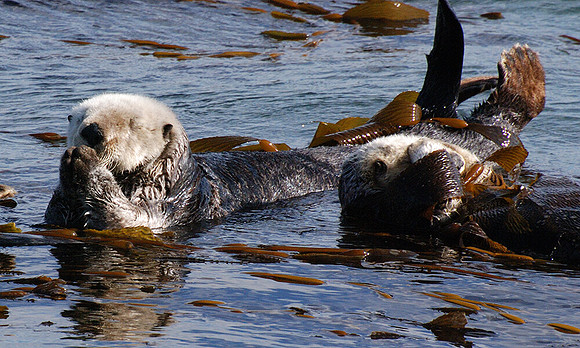 PRAYING OTTERS MORRO BAY,CA