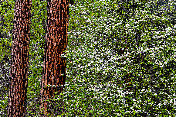 DOGWOOD SPRING  # 2