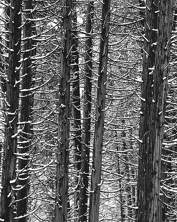 WINTER TREES