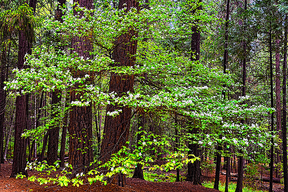 CAMPGROUND DOGWOOD