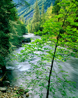 SPRINGTIME MERCED RIVER, YOSEMITE