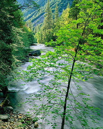 SPRINGTIME MERCED RIVER, YOSEMITE
