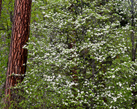 DOGWOOD SPRING