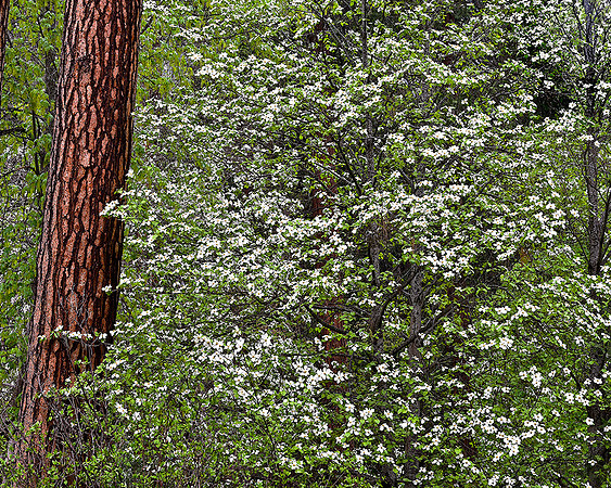 DOGWOOD SPRING