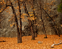OAKS & GRANITE YOSEMITE
