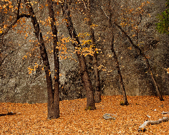 OAKS & GRANITE YOSEMITE