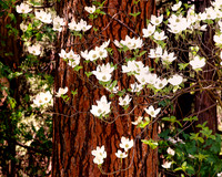 DOGWOOD AND TREE