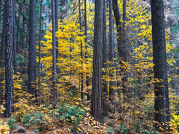 dogwoods in fall valley floor