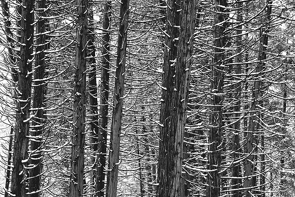 WINTER TREES # 2