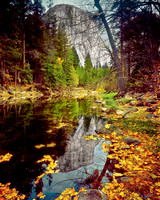 EL CAPITAN FALL LEAVES