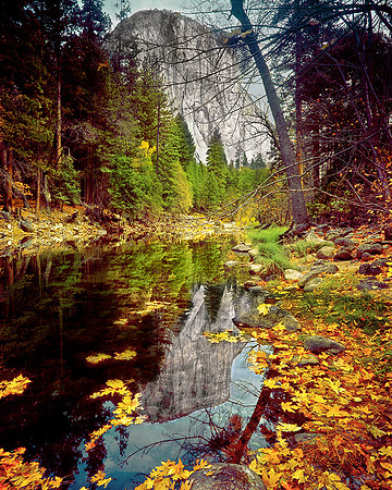 EL CAPITAN FALL LEAVES