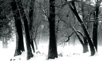 OAKS IN FOG YOSEMITE, CA