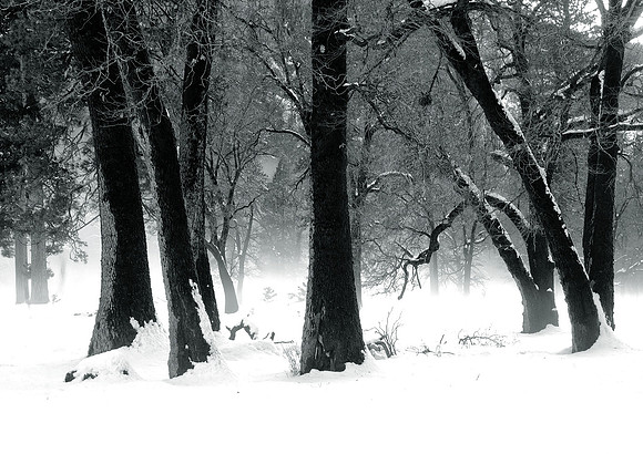 OAKS IN FOG YOSEMITE, CA