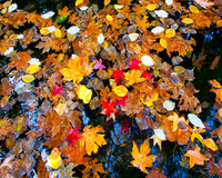 LEAVES FERN SPRINGS