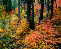 DOGWOOD IN FALL