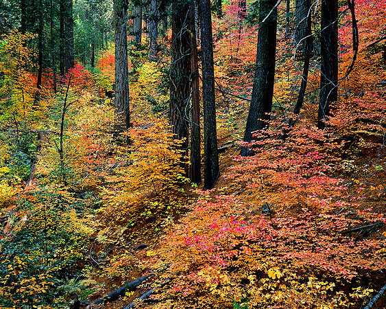DOGWOOD IN FALL