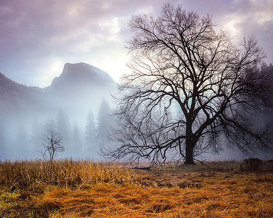 HALF DOME & TREE  COOKS  MEADOW