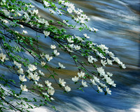DOGWOOD MERCED RIVER
