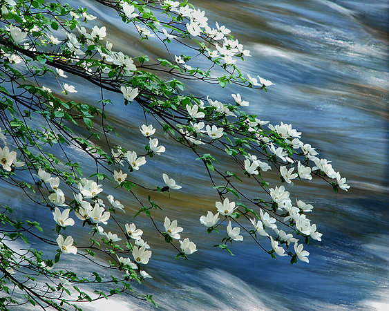 DOGWOOD MERCED RIVER