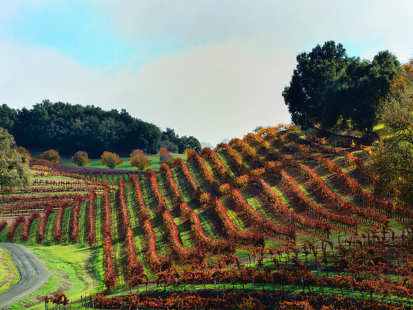 Paso Robles vineyard