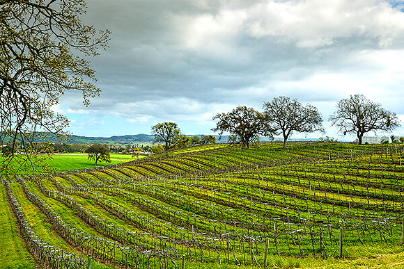 vineyard central coast , ca