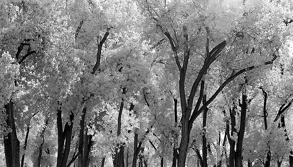 COTTONWOOD TREES CANYON DE CHELLY, AZ