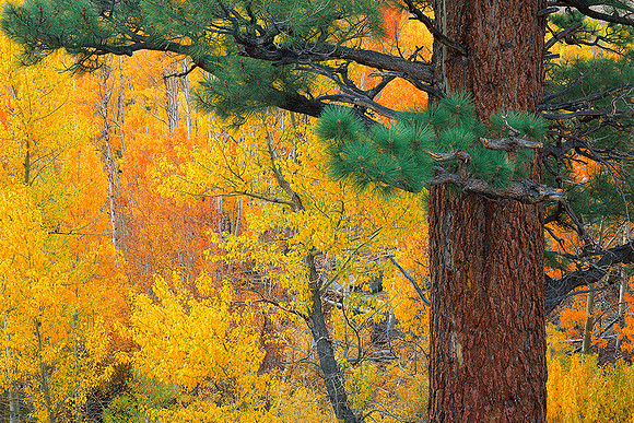 FALL COLOR MGGEE CREEK EASTERN SIERRA, CA