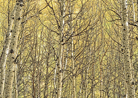 June Lake Aspen High Sierra, Ca