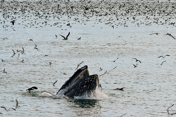 Humpback Whale Cambria, Ca