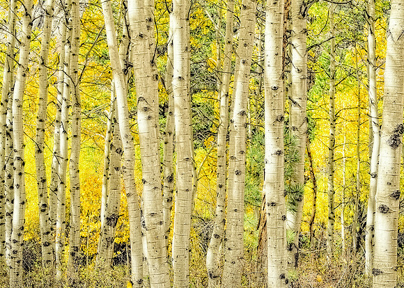 Aspens in fall Bishop Creek High Sierra, Ca