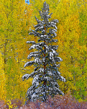 ASPEN ON BISHOP CREEK,HIGH SIERRA, C