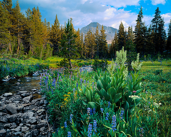 RETURN CREEK. HIGH SIERRA,CA