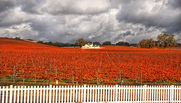 VINEYARD HWY 46,CENTRAL COAST,CA