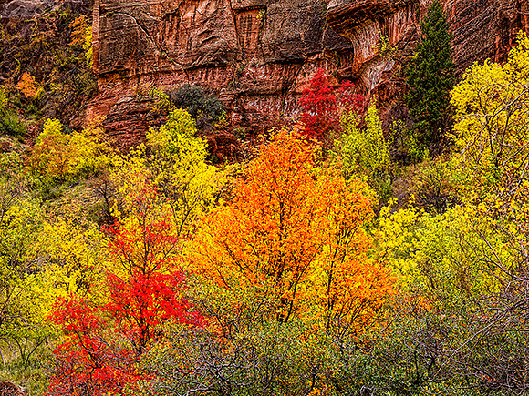 FALL IN ZION CANYON