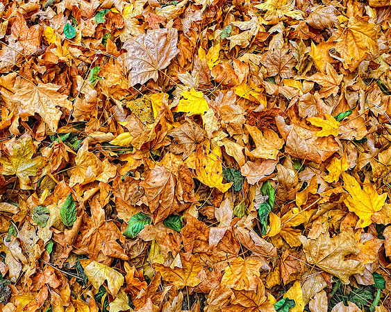 leaves of fall yosemite lodge