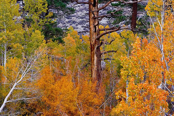 SNAG MGGEE CREEK HIGH SIERRA