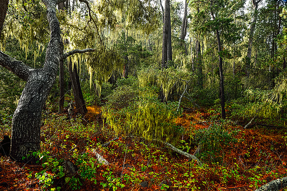 Forest in Cambria, Ca
