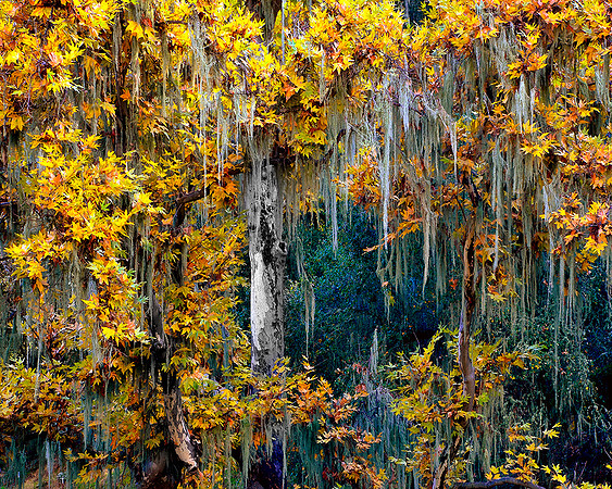 SYCAMORE ON CHIMNEY ROCK RD