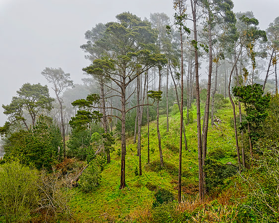TREES, FOG PARK HILL, CAMBRIA