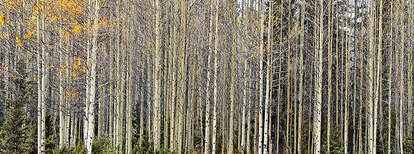 NEW MEXICO ASPEN PANO