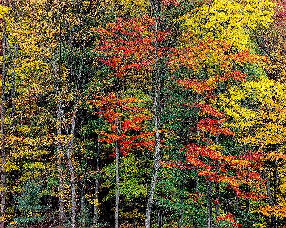 VERMONT DELIGHT