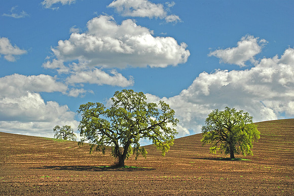 CLOUDS & OAKS  HWY 46