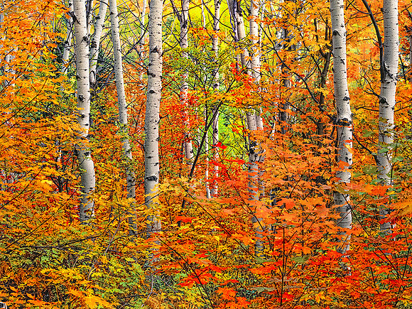 ASPENS IN THE WASATCH MTS, UTAH