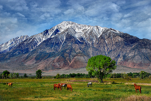 BISHOP,CA