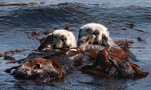 OTTERS MORRO BAY, CA
