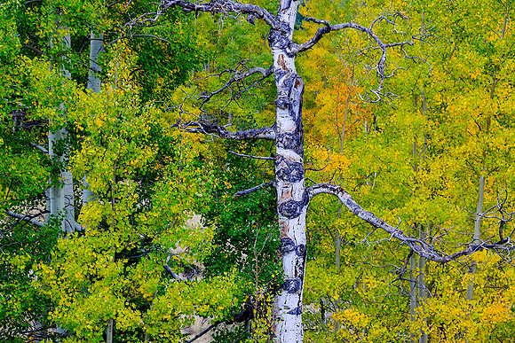 OLD SNAG NEW MEXICO