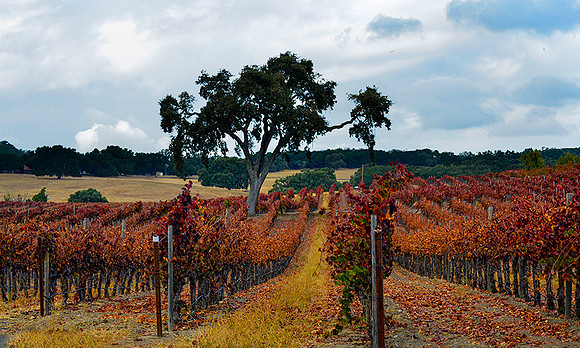vineyard on the central coast, ca